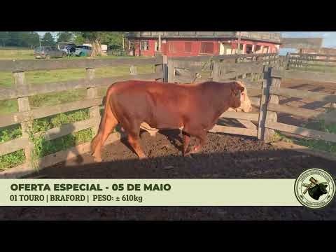 LOTE 17 - 1 Touro Braford (610kg) - Glorinha/RS - Conexão Querência Leilões