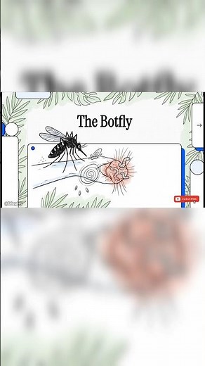 The Botfly Lays Its Eggs Under Your Skin — Then the Larva Lives Inside You for 10 Weeks #buglife 🪰