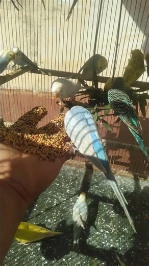 The Sweetest Budgie Sound Today 🐦✨ Colorful Happiness