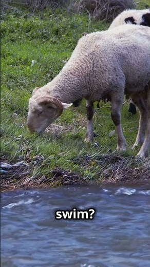 Mind Blowing Facts About Sheep🐑#Sheep #AnimalBehavior #sheepfarming #Animal #wool #livestock #zoo