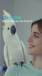 114K views · 195 reactions | Got your hands full with ingredients and struggling to open the fridge? Just say the word! Your fridge is listening. It’s so easy, even your parrot might try to help. Meet the Bespoke AI Refrigerator that opens with your voice. Learn more: smsng.co/bespoke-home #LifeHacks #AutoOpenDoor #BespokeAIRefrigerator #Bespoke #Samsung | Samsung Global | Facebook