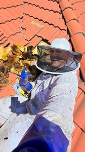 168K views · 1.4K reactions | I was called out for a bee removal in...