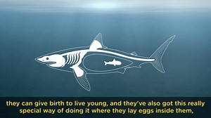 How do sharks breed? Here's an exclusive look behind the scenes at SEA LIFE London Aquarium™ to find out! 🦈🦈🦈 #SharkWeek | Discovery Channel UK