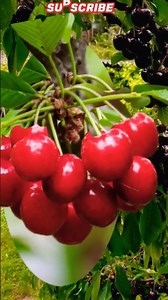 Beautiful Red Cherry #nature #cherry #youtube #shorts #viral