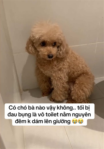 Hiểu chuyện đên đau lòng 😭 Mỗi lần nó đau bụng là cứ chui vô toilet nằm vậy đó #poodle #petsoftiktok #petlover #dogsoftiktok #chó_cưng