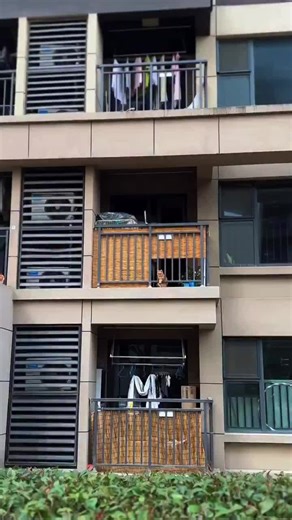 Mana nih yang pejuang LDR juga😭 #kucing #kucinglucu #ldr #ldrstory #gemesbanget