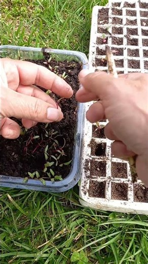 How I create my own beetroot plants #beetroot