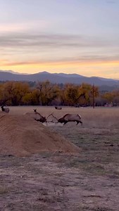 38K views · 35K reactions | Wait for it! This is how antlers break. #photography #wildlife #nature #reels #foryoupageシ #wildanimals #elk #bull #elkrut #colorado | Good Bull Guided | Facebook