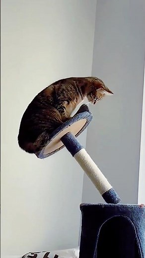 🐱 Cat Fails 😂