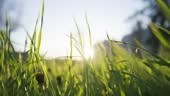Bright sunlight breaks through lush grass waving in light wind on...