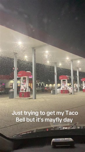 Mayfly Day: Navigating Summer Swarms Near Taco Bell