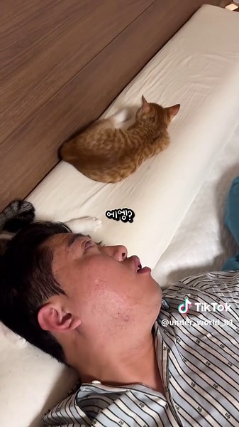 인수인계 받은 고양이의 일상