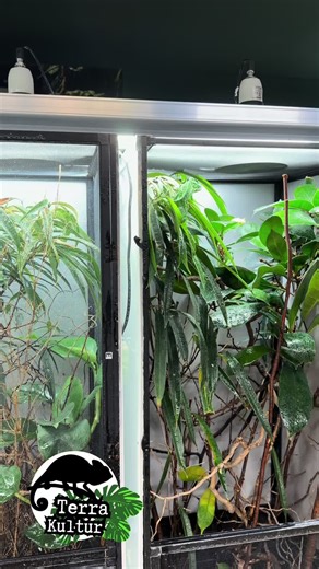 #chameleon #chamäleon #terrarium #terrakultur #reptile