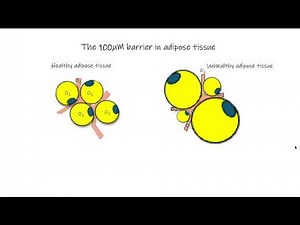 Adipose Tissue, Adipokines and Insulin Resistance