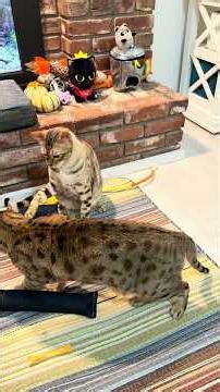 ROUND 1, FIGHT! 🥊 Epic Cat Boxing Match for the Prize! (Cinematic HDR) #shorts #cattv