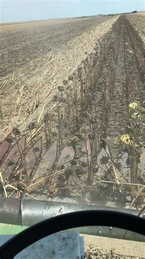 Harvested Sunflower Fields from a Tractor's View