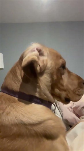 A Good Morning Head & Body Scratch