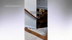 Couple adopt German shepherd to protect their home, then have realization