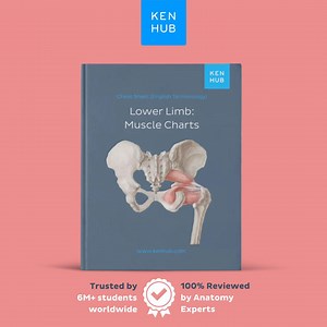 Lower Limb Muscle Chart | Origins, Insertions, Actions PDF - Etsy Canada