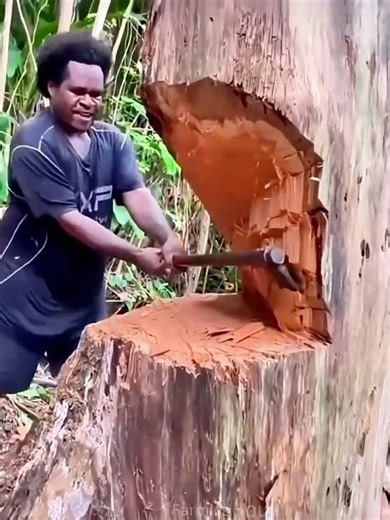 Skillful felling trees process with an axe
