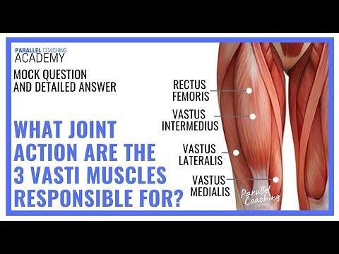 What Joint Actions Are The Vasti Muscles Responsible For