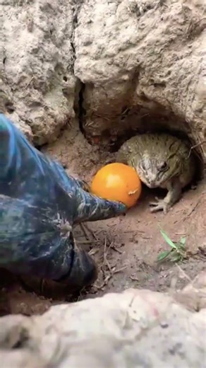 Jyoti dar gai haha 😂🤣😂🤣 #shorts #funny #viral #viralvideo #trending