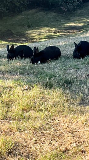 These bunnies are not wild animals. They’re domestic, and humans are solely responsible for the thousands loose in the lower mainland. Be a part of the solution. Volunteer - Rabbitats.org/volunteer Adopt - Rabbitats.org/adopt Foster - Rabbitats.org/foster Host a Colony - Rabbitats.org/Host-Rabbitat Donate - Rabbitats.org/donate | Rabbitats