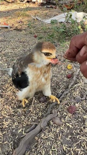 Hawk Eagles hunting bird for food😱🦅#shorts #hawk #birds #eagle #animals #wildlife