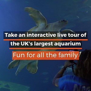 63 reactions · 12 comments | Get the ocean to your home with this exclusive virtual tour of the UK's largest aquarium! 2 screens included per booking, so you can invite another household to join! | National Marine Aquarium | Facebook