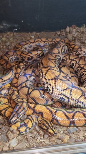 This is of great concern to me and fellow herpers in the Western Cape. It is crazy how rules can just be changed after 25 plus years! I have bred over 100 of these and sold them legally in the past. Now last year I bred 40 and they are suddenly illegal. What happens to my investment in these animals and profit towards my reptile educational facility? There is no chance a species like this would be problematic in the Cape. So if these went through an impact study and are deemed invasive then even
