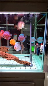 Discus tank with Super Red Sumo Aro 🐟 Abangan ang Khby Special deliver to Santa Rosa Laguna (full video) upload this week! Kung saan binisita natin ang 2 big tanks 1 MFT & 1 Discus Tank! Dinala namin ang ang mga sumusunod na monster fishes pra i-tankmates sa mga siga nya sa tank 🐟 FH Big Kok Male - 3x Peacock Bass 16-18" Endli Bichir 20" Total of 5 new monster tankmates! Maging success kya ang ating khby special delivery community MFT? 🤔 #comingsoon #aquafranz #khbymft #khbysd #SantaRosaLagun