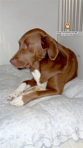 41K views · 923 reactions | Dogs are so unintentionally awkward  | Fluffy Animals | Facebook