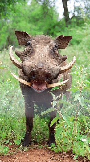 Warthog Enjoying Marula Fruit Season in African Wildlife
