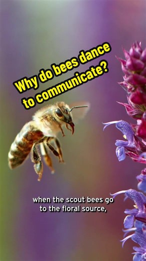 Bees may not hear like humans do, but they can still communicate! By performing the remarkable waggle dance, bees are able to find new homes and food. #bees #nature #education #science