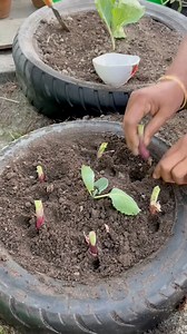 Growing onions in a bike taire using compost soil #onion #plants #nature #flowers #plantsofinstagram #garden #plant #gardening #vermicompost | Rezia Gardening