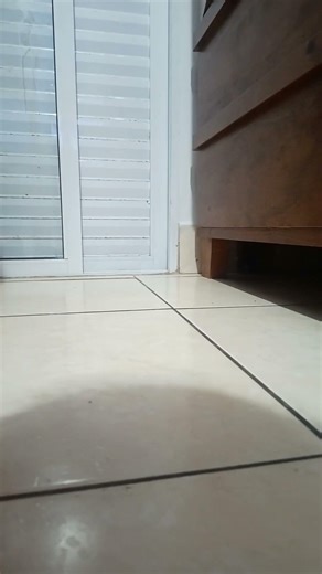 29 de janeiro de 2026