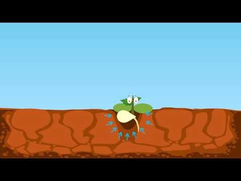 Skwirk: How Plants Grow - Science / Year 2 / Science Understanding / Biological sciences / ACSSU030