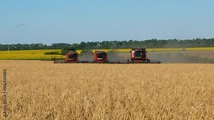 Three harvesters drive through a field of wheat and harvest. Early grain harvest, world food security