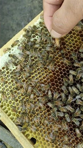 Capture the queen bee and bring it to the palace. #platinumjubileecelebrations