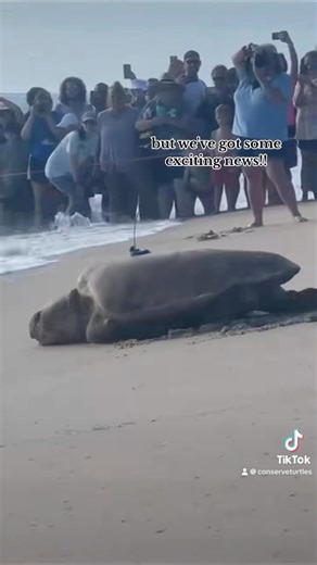 Loggerhead turtle Dobby is on the move! She’s spent the last two years foraging in The Bahamas but started to make her way back to Florida waters for nesting season 😍 make sure to follow her on the STC Turtle Tracker App or link in our story! | Sea Turtle Conservancy