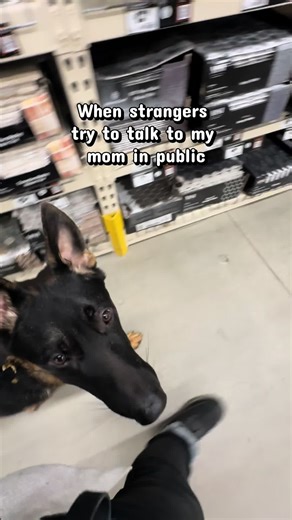 Understanding My Dog's Contrasting Personalities