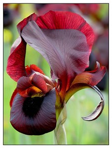 Iris atropurpurea - Alchetron, The Free Social Encyclopedia