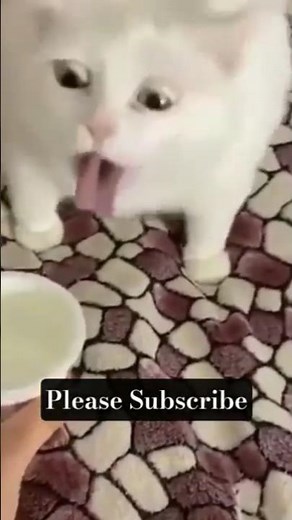 Cat Vomit Sound Effect | Realistic Cat Gagging SFX #catlaughs #catvomit #pooka #weirdfeeling #sfx.