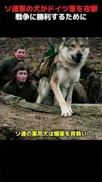 Soviet soldiers strapped explosives to dogs and used them to bomb German tanks! #shorts #movies #war