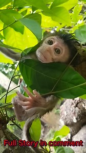 2.5K views · 23 reactions | Poor Baby Monkey traps are cruel devices used to capture primates, often for illegal trade or research purposes. These traps exploit the intelligence and curiosity of primates, such as monkeys, by using food or bait to lure them in. Once inside, the trap captures them, leading to distress, injury, or even death. #baby #NewsUpdate #monkey #Very #reels #Leo #newborn #cute #milkyway #crying | Cute monkey family | Facebook