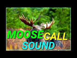 Moose Call sound effect | Hunt | Animal kingdom Planet | Discovery |