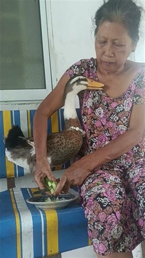 Grandma spoils Prince Pơ: Home-grown organic cucumbers #happyduck #duck