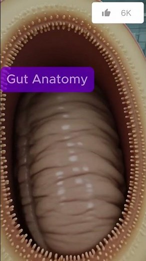 Inside the Gut | How Digestion Moves Through an Animal Body | 02