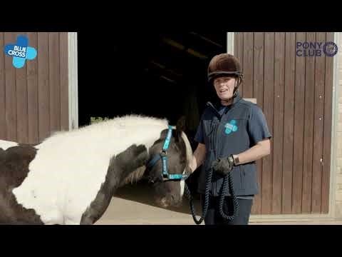 7. Pain Response - Pony Club Blue Cross Horse Theory and Welfare