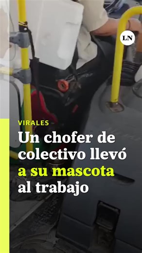Un chofer de la línea 104 de Santiago del Estero se volvió viral en TikTok en las últimas horas tras difundirse un video en el que realiza su recorrido habitual acompañado por su mascota. En las imágenes se lo ve al hombre manejando junto a un perro, que incluso cuenta con un recipiente con agua para tomar durante el viaje. Dicha escena cargada de ternura rápidamente captó la atención de los usuarios.